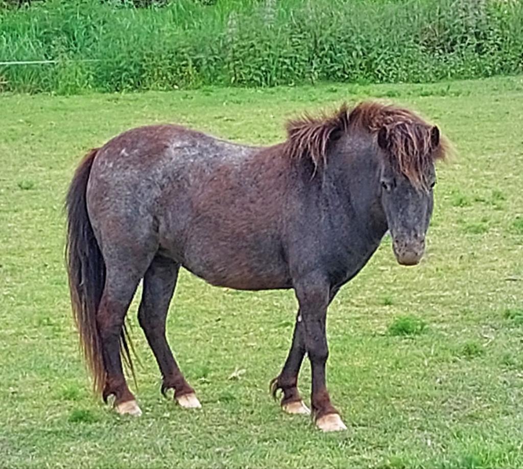 Appaloosa merrie, Dieren en Toebehoren, Pony's, Merrie, A pony (tot 1.17m), 3 tot 6 jaar