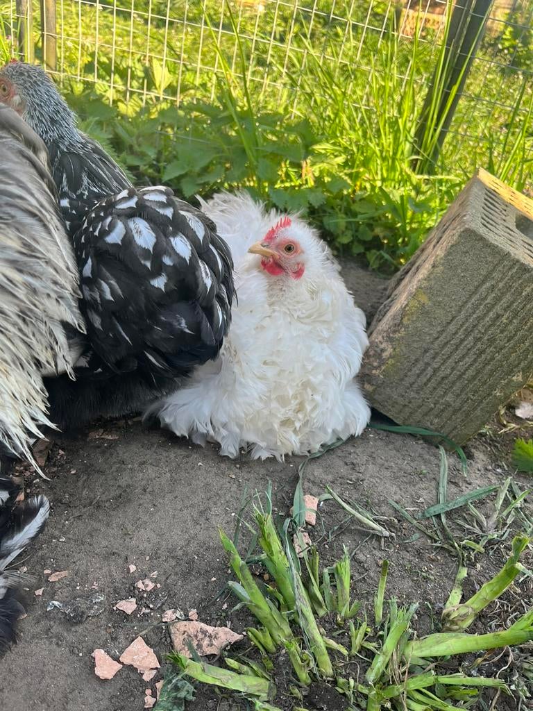 Handtamme cochin krielen 1 jaar oud, Dieren en Toebehoren, Pluimvee, Meerdere dieren, Kip