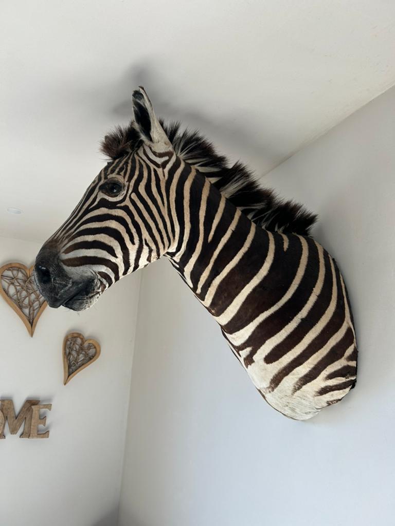 Prachtige grote kop zebra taxidermie, Enlèvement, Autres types