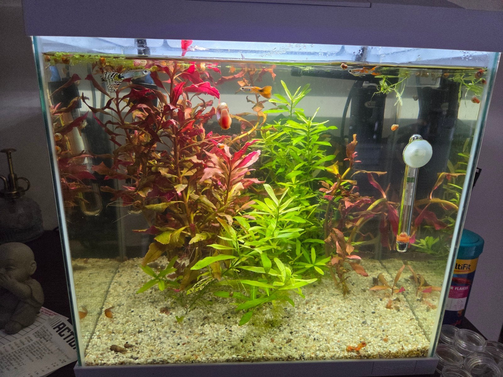 Guppy, Dieren en Toebehoren, Ophalen