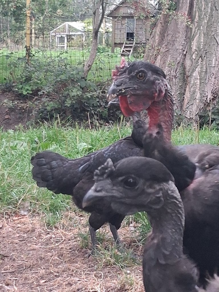 Unieke grote hanen uit Urubu-project, Dieren en Toebehoren, Meerdere dieren, Kip