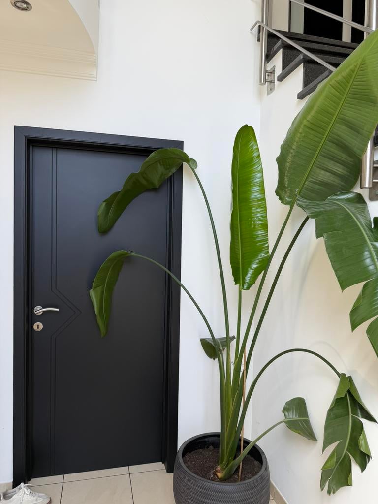 Strelitzia nicolai plant, Enlèvement, Comme neuf