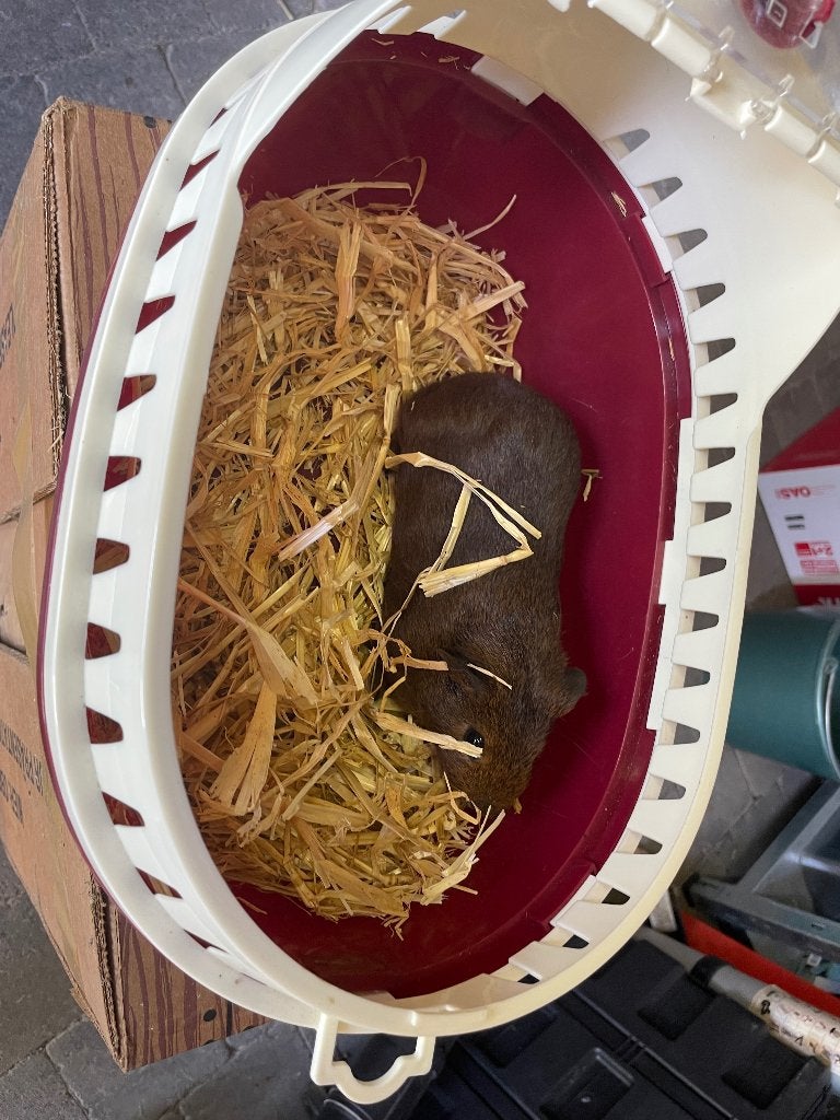 Tekoop cavia’s, Dieren en Toebehoren, Cavia, April, Meerdere dieren, Tam