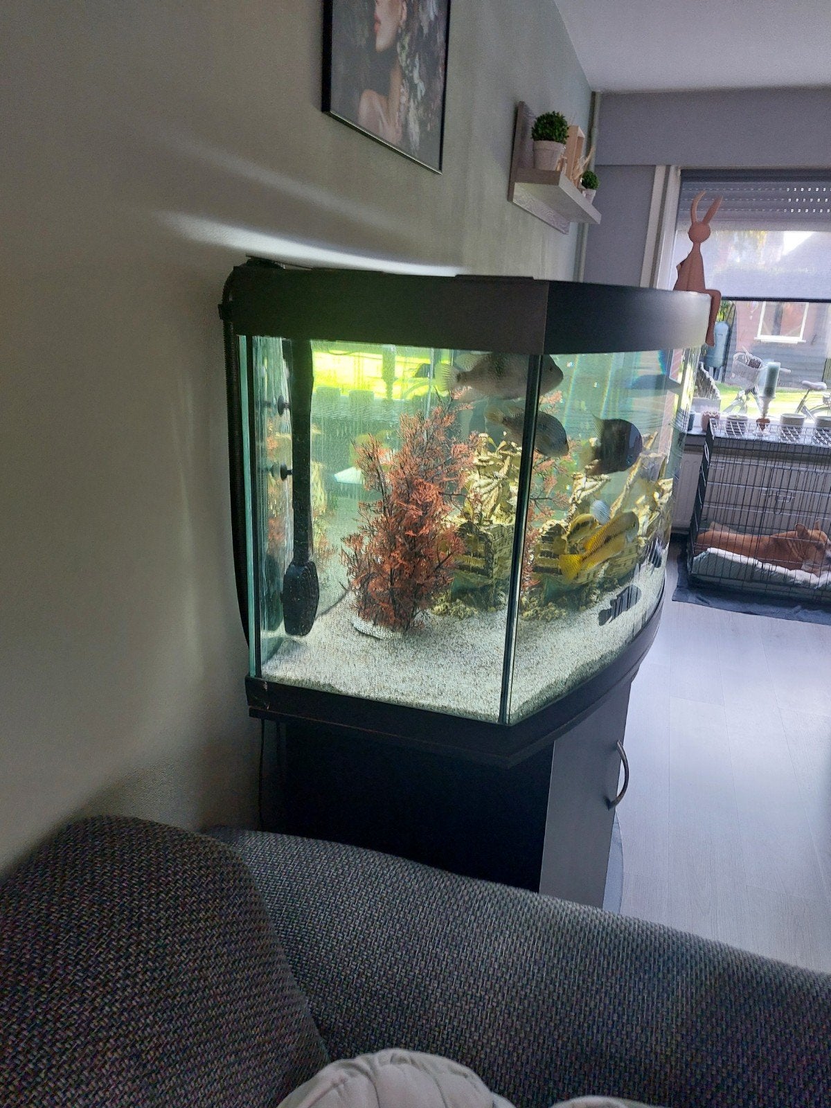 aquarium te koop 450 l met alles erbij, Ophalen, Inclusief toebehoren, Zo goed als nieuw