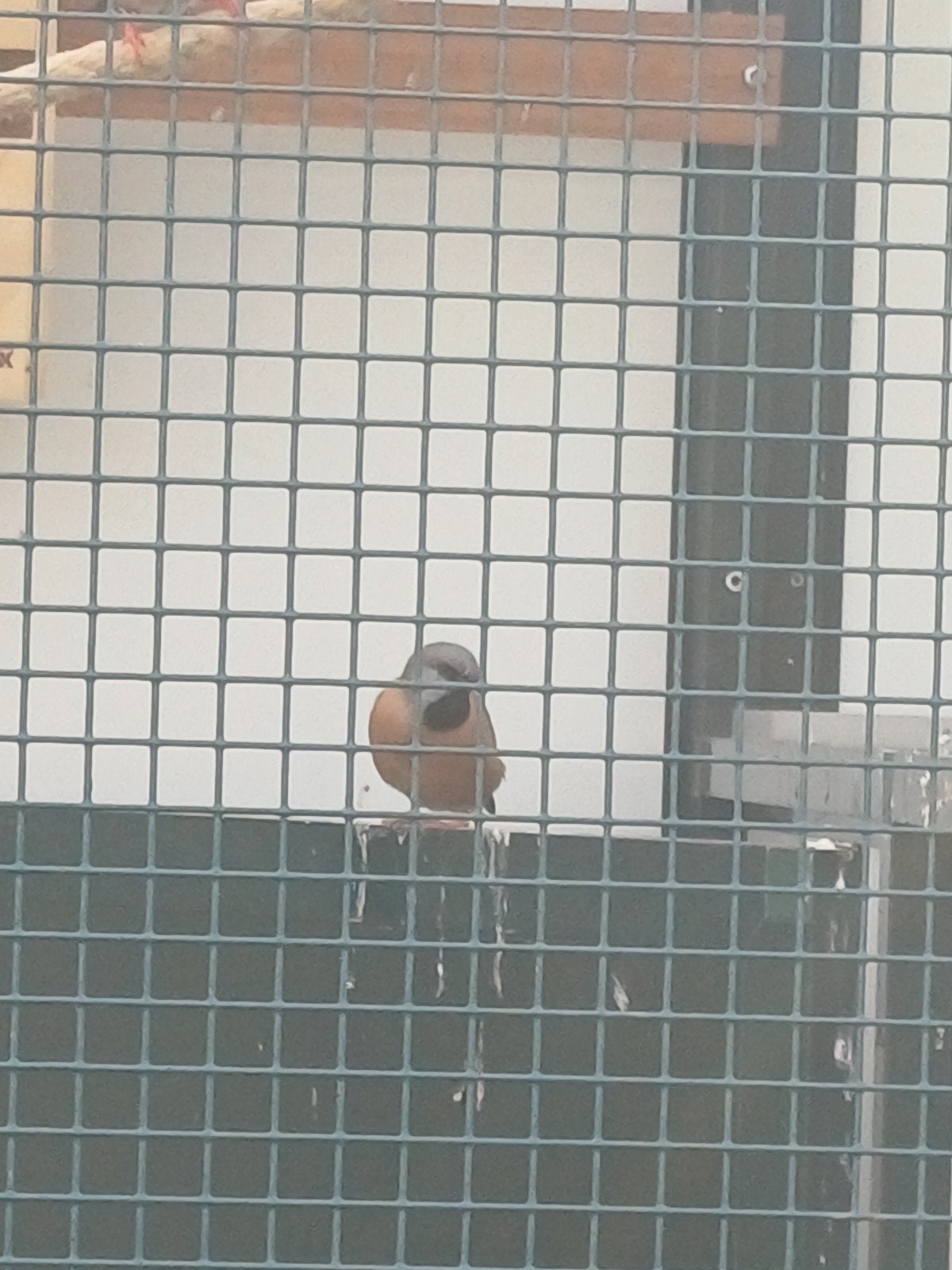 2 grasgordelvinkjongen en 1 bichnow jong te koop of te ruil, Dieren en Toebehoren