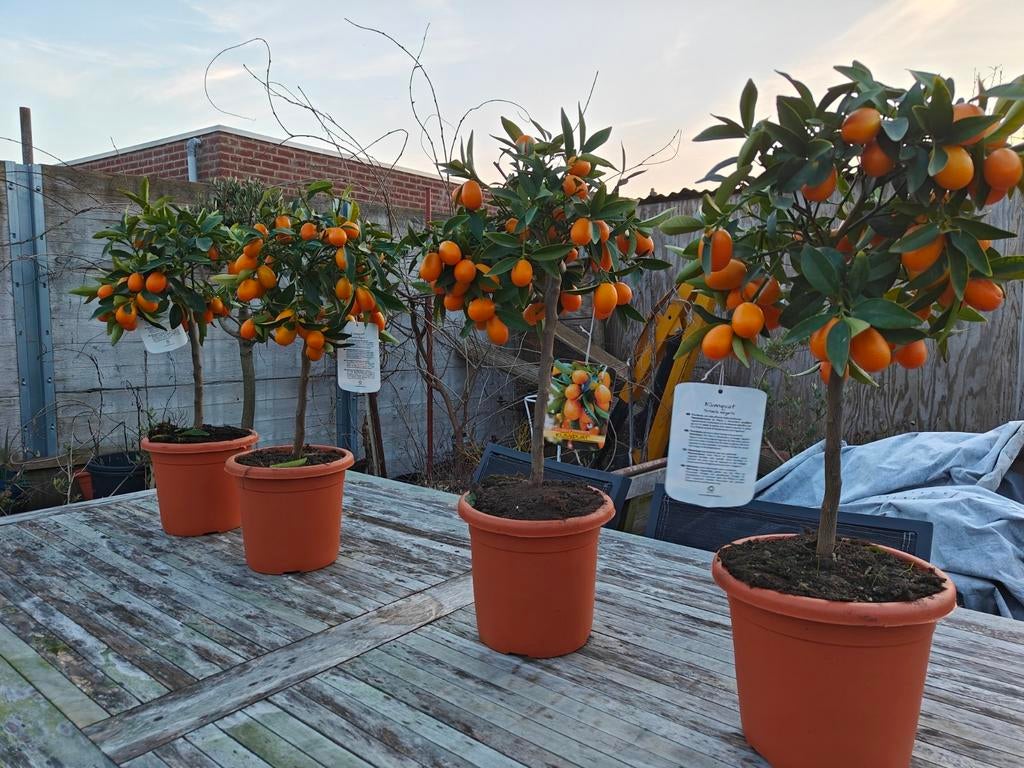 Kumquat (terug in voorraad!!), Tuin en Terras, Ophalen