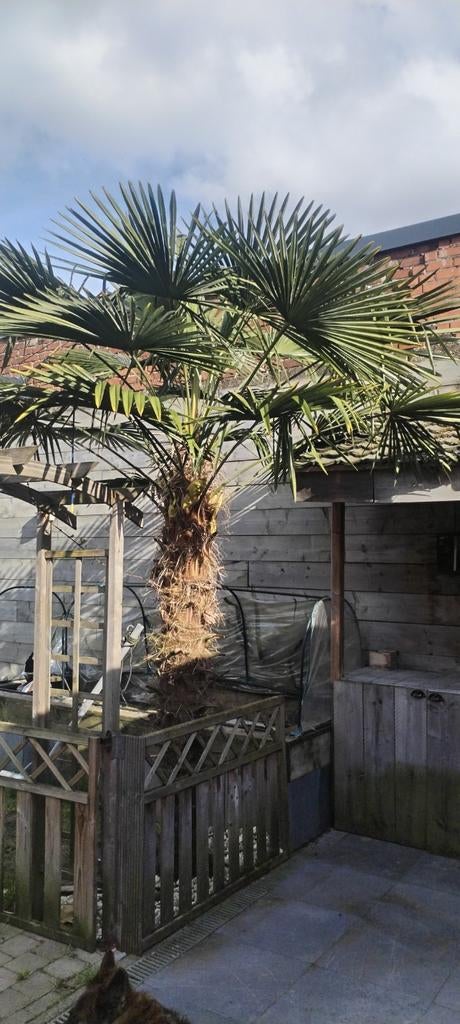 Palmboom, Tuin en Terras, Ophalen