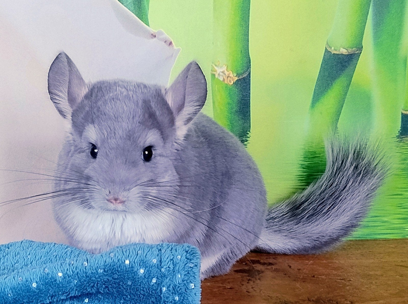 violet sd rpad chinchilla bokje, Chinchilla, Mâle, Domestique, Avril