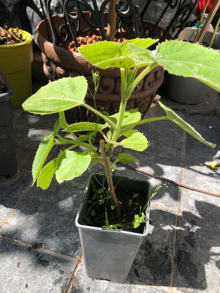 Catalpa-boom, Ophalen of Verzenden, Lente