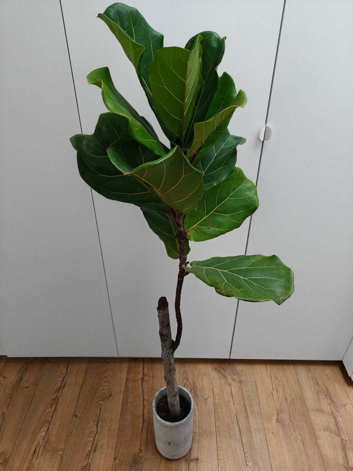 Ficus Lyrata, Ophalen, 120 cm