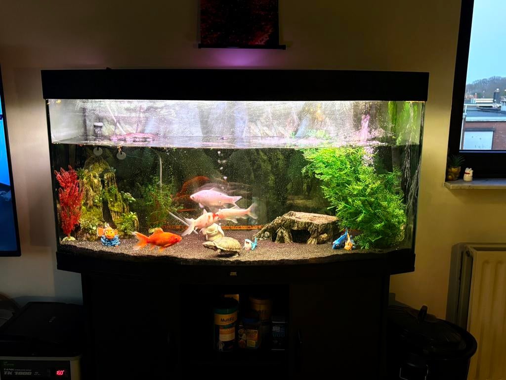 aquarium met vissen en schildpadden, Enlèvement, Utilisé, Aquarium d'eau douce rempli