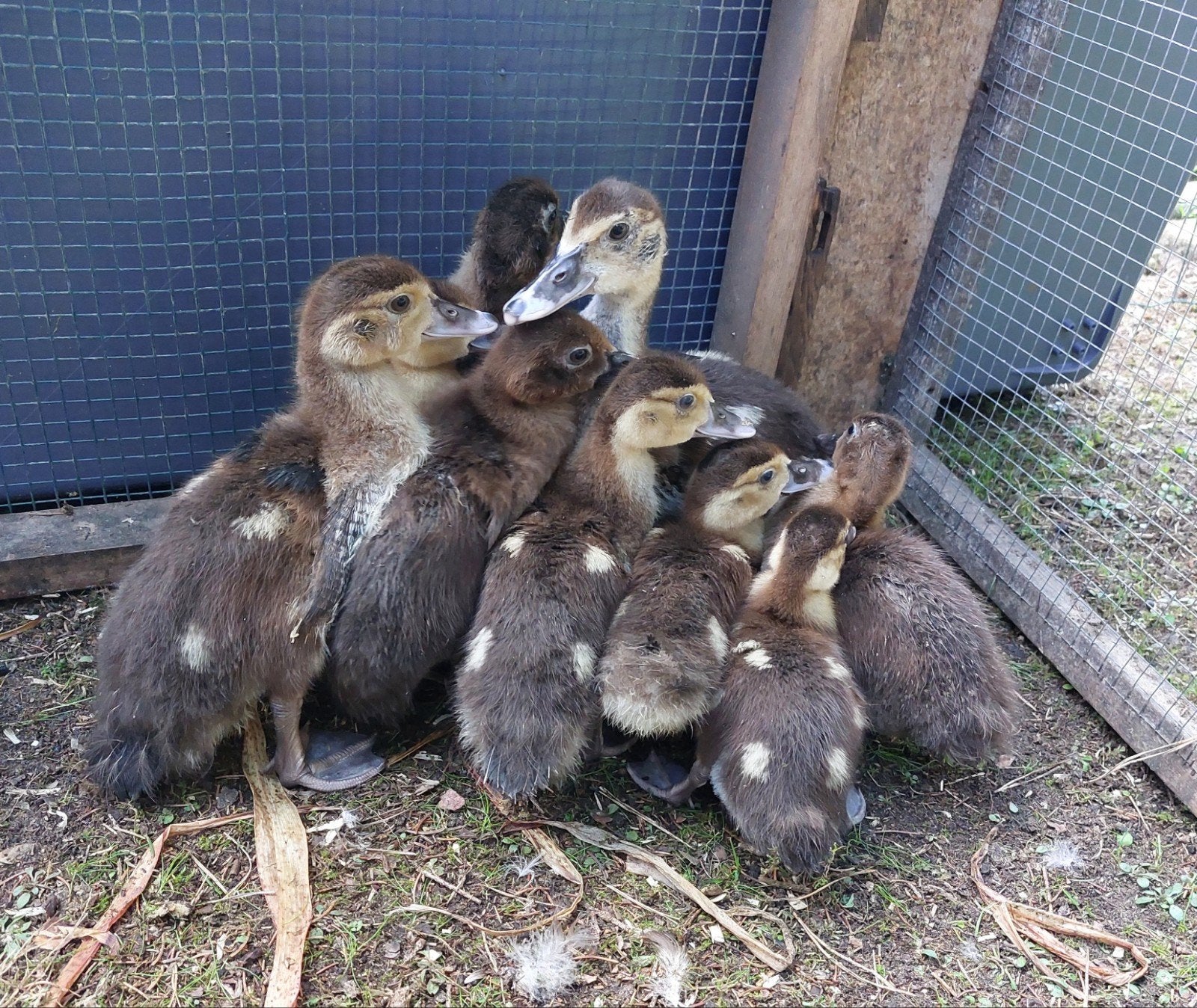 Raszuivere barberie barbarie muskus eenden laatste 9 stuks, Dieren en Toebehoren, Geslacht onbekend, Eend
