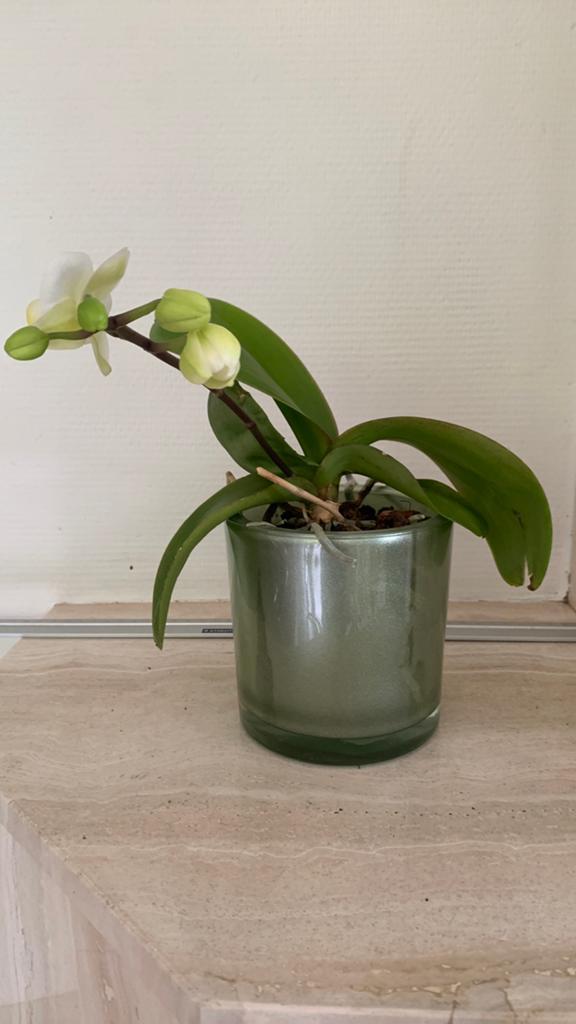 Orchidee in groene glazen pot, Enlèvement