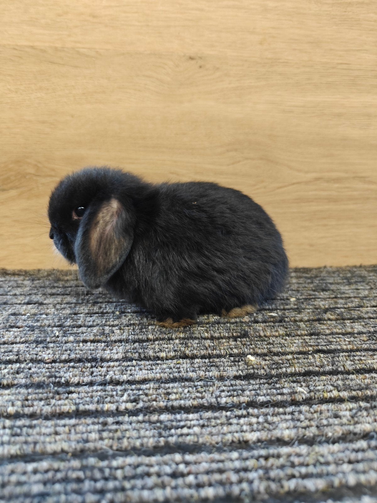 zwart minilop rammetje, Dieren en Toebehoren, Mannelijk, Dwerg, Hangoor, 0 tot 2 jaar