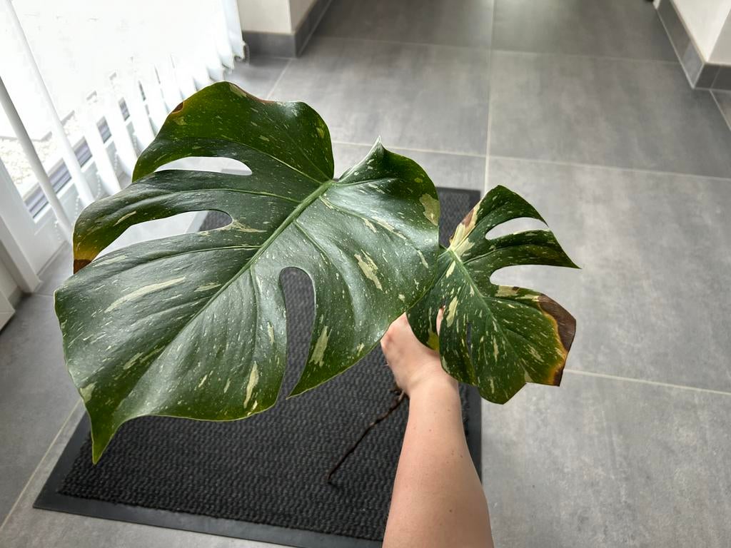 Monstera thai constellation stek, Ophalen of Verzenden