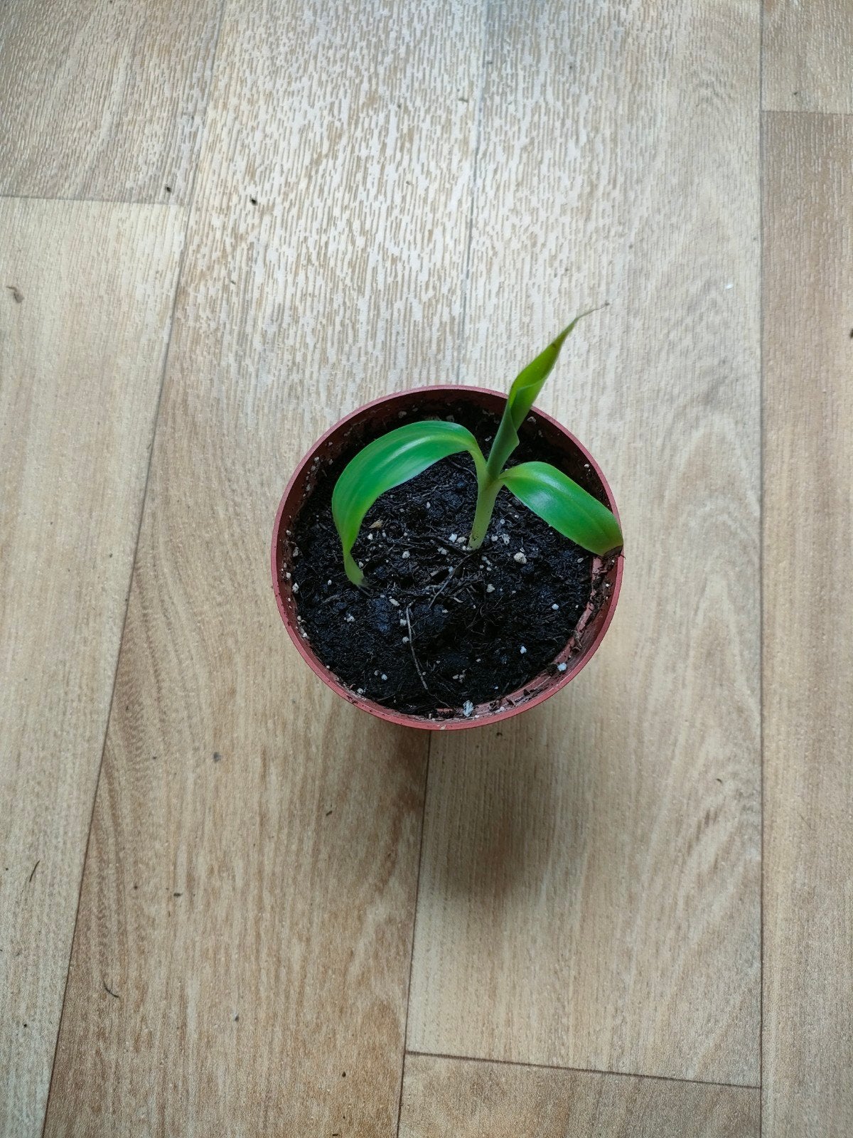 Stekje bananenplant te koop, Ophalen
