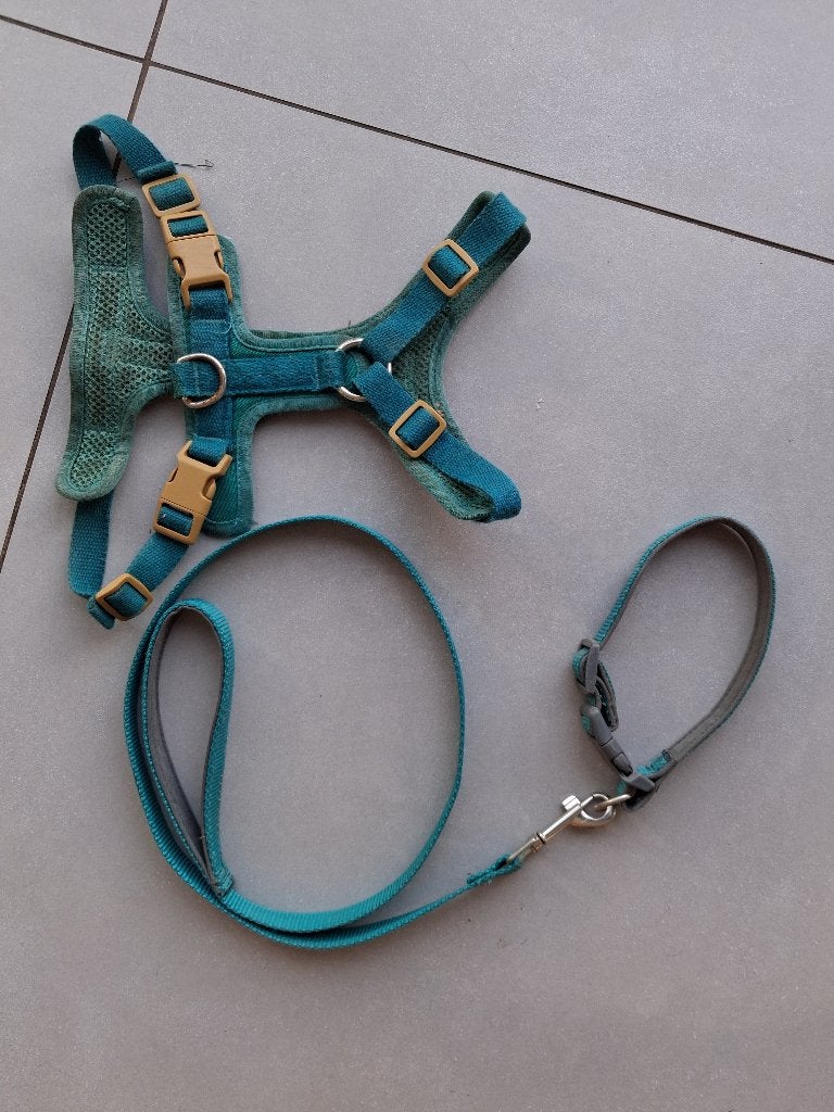Laisse, collier, harnais petit chien, Enlèvement, Utilisé, Harnais pour chien