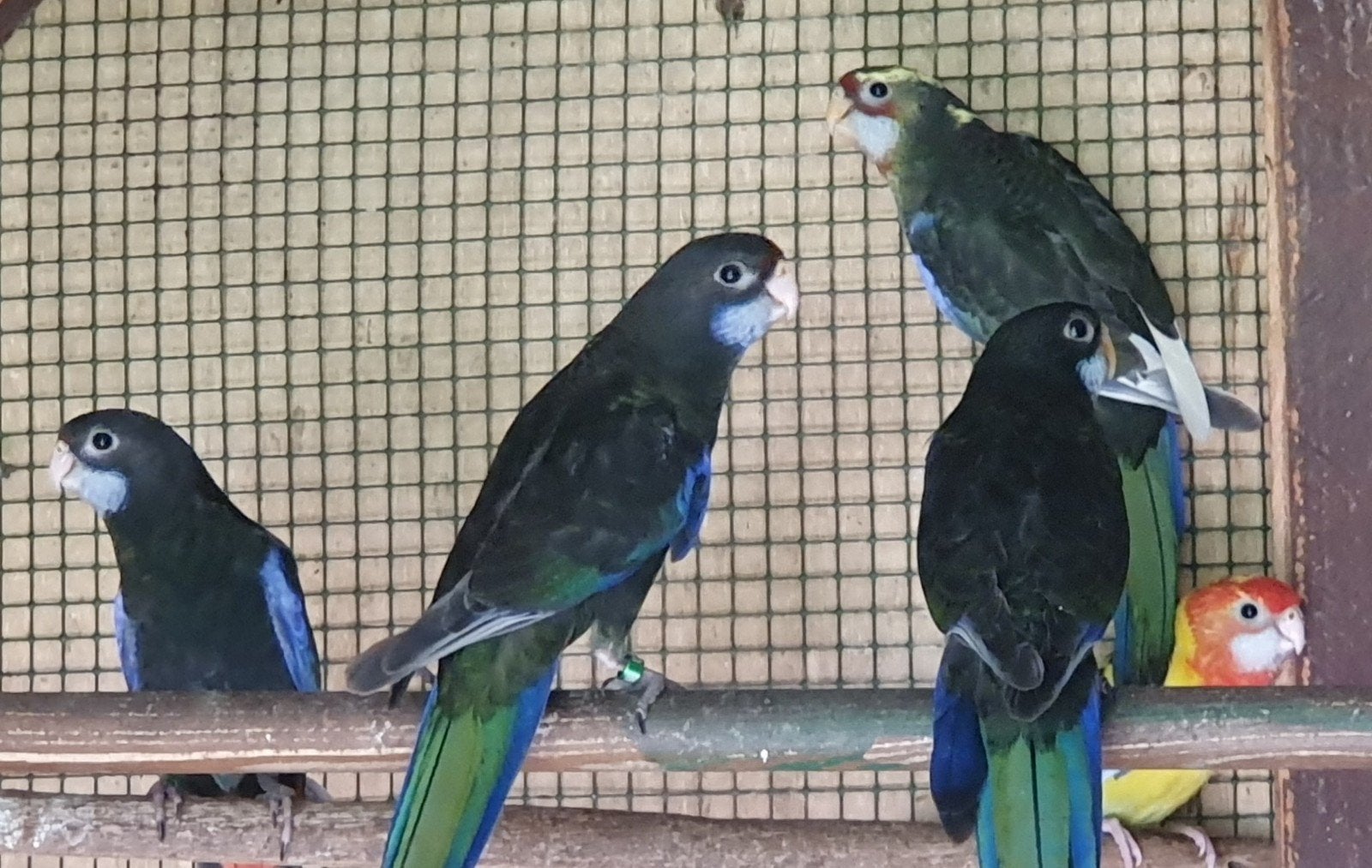 rosellas, Animaux & Accessoires, Oiseaux | Perruches & Perroquets, Perruche, Plusieurs animaux, Bagué