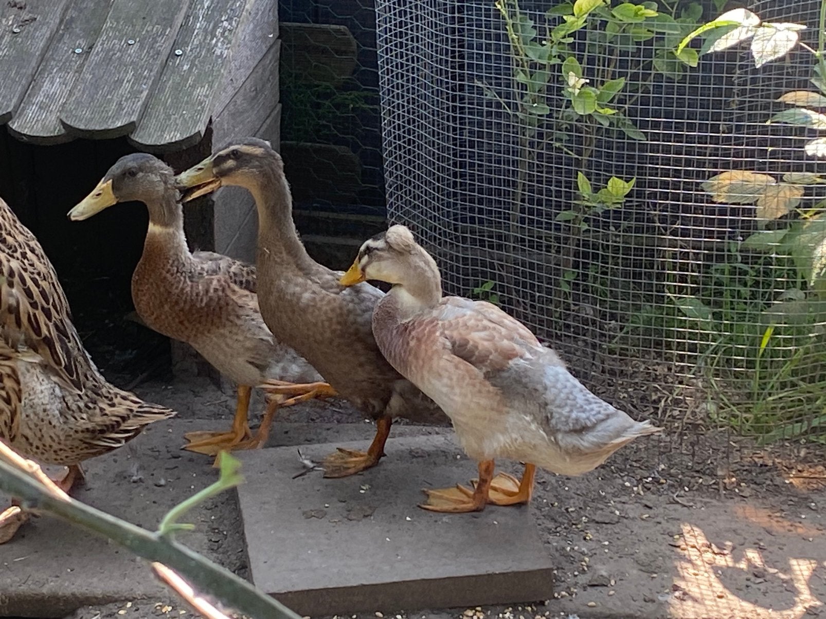 Eenden te koop, Sexe inconnu, Canard
