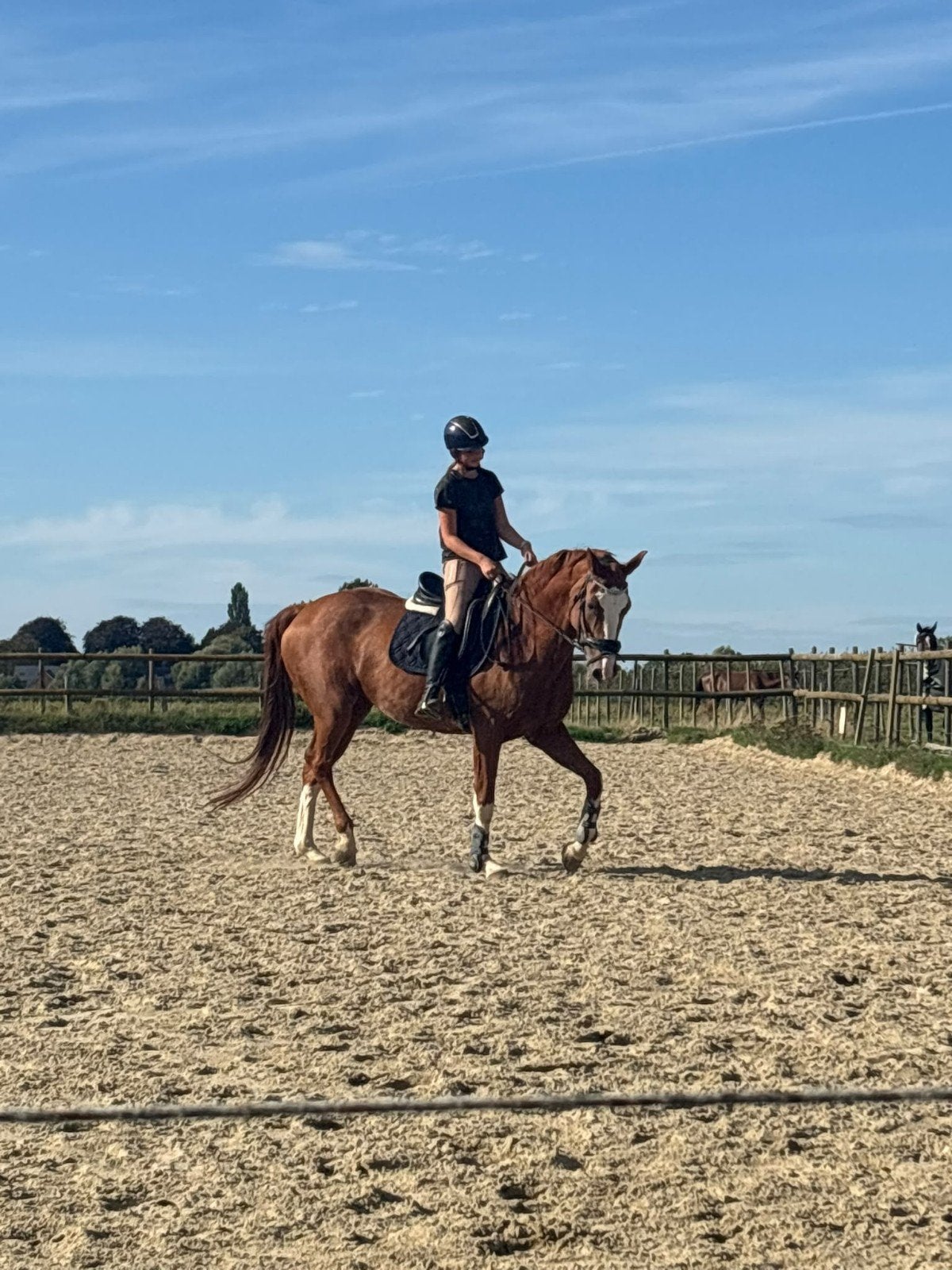 18 jarige KWPN merrie, Animaux & Accessoires, Chevaux, 11 ans ou plus, L, 160 à 165 cm, Cheval de récréation