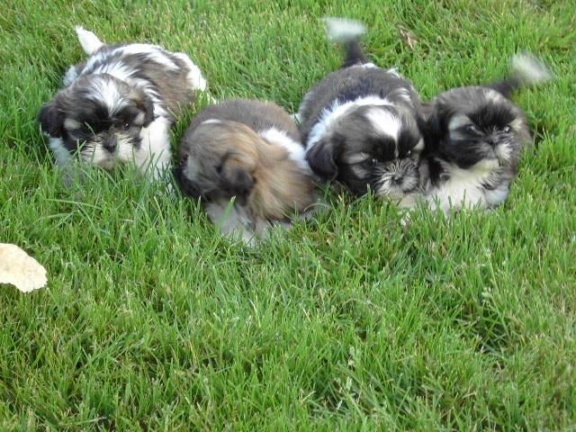 Shih Tzu pups, Dieren en Toebehoren, Honden | Chihuahua's en Gezelschapshonden, Meerdere dieren, Overige rassen, Fokker | Professioneel