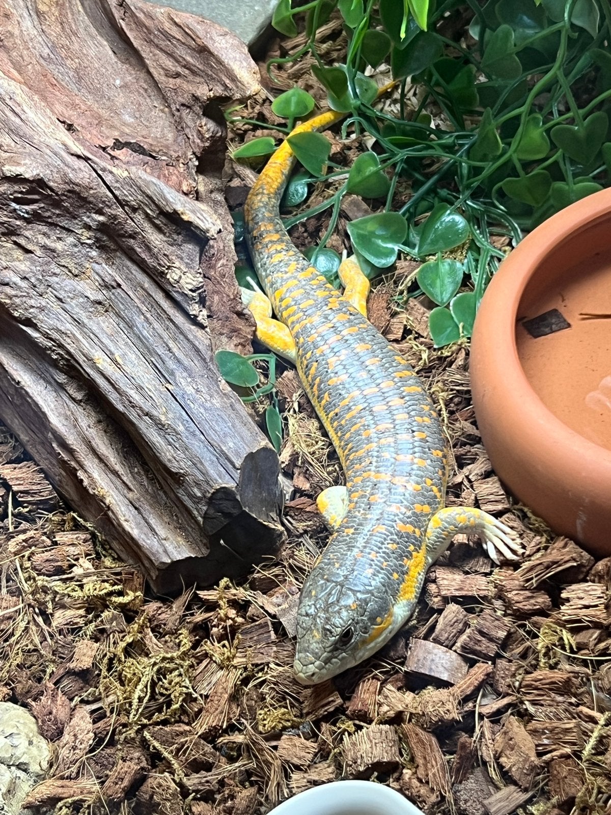1.1 Schneiders skink