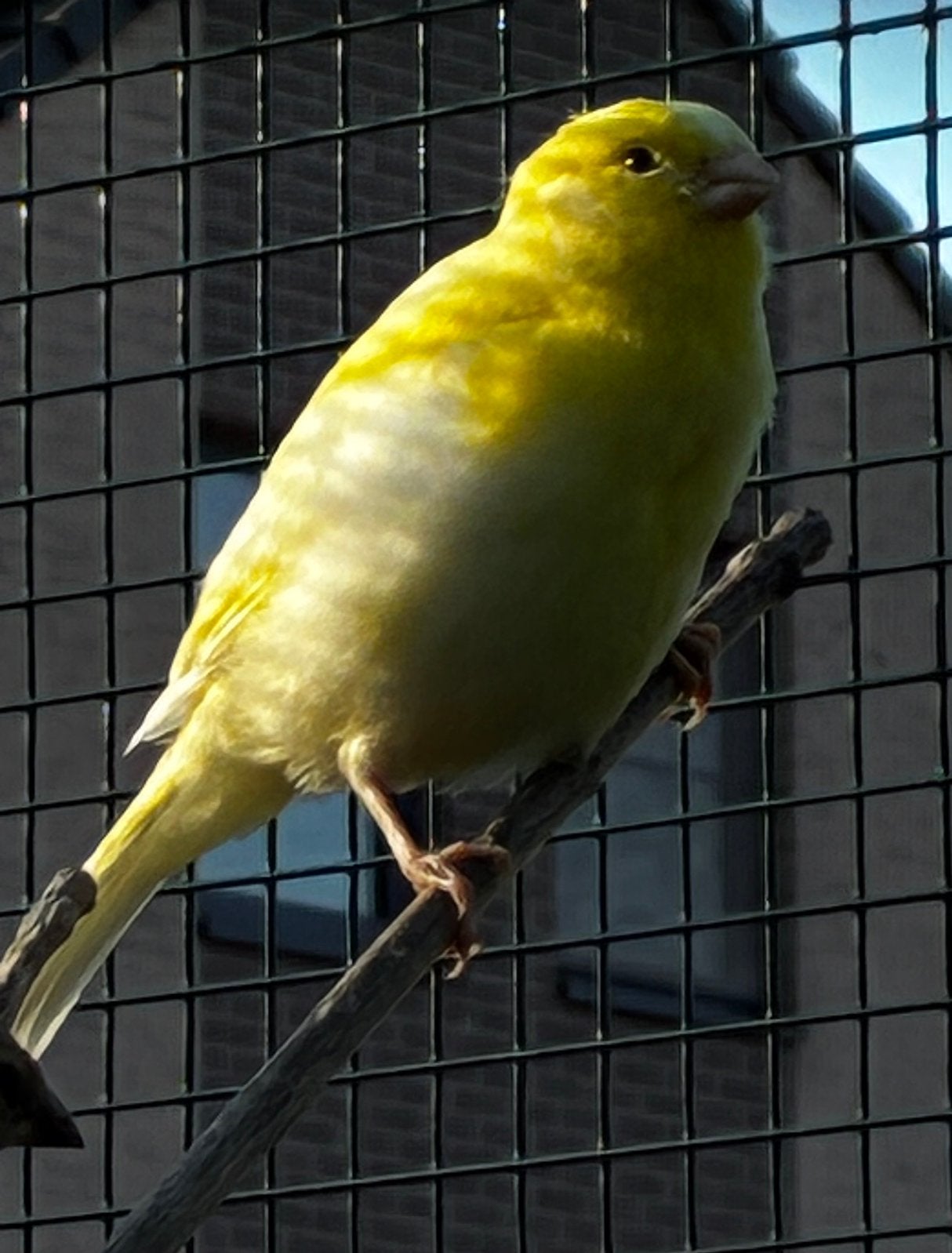 Kanarie man 2026, Dieren en Toebehoren, Vogels | Kanaries, Mannelijk