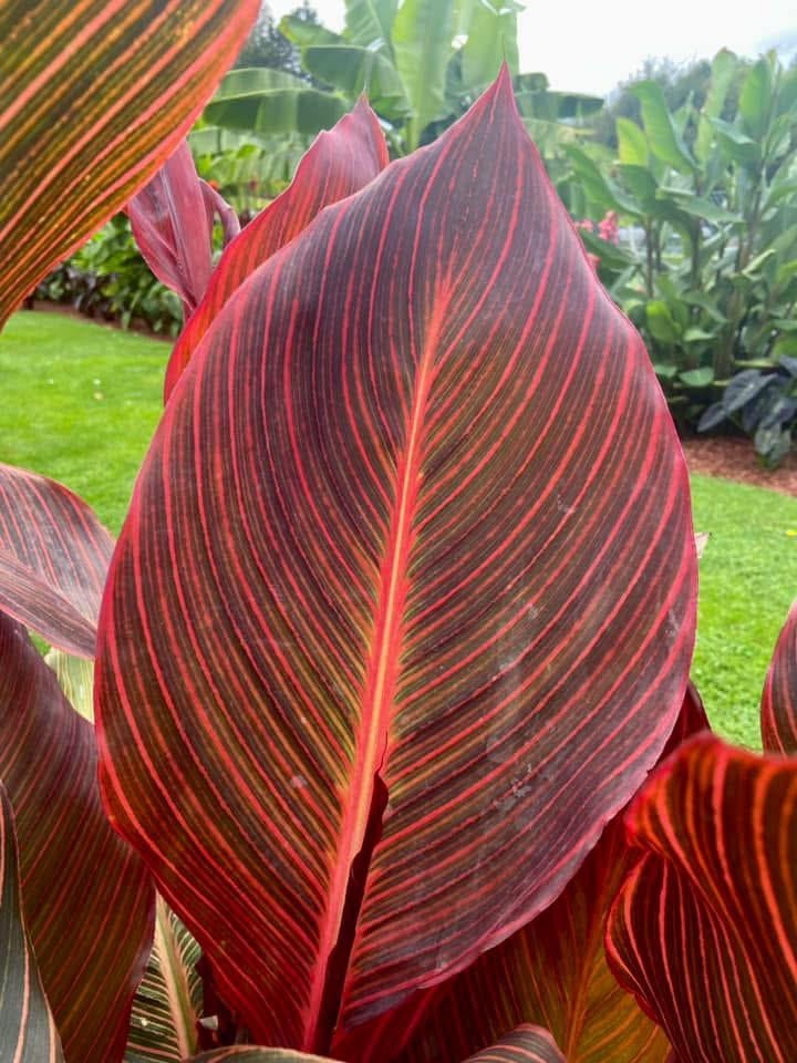 Canna Durban, Tuin en Terras, Ophalen