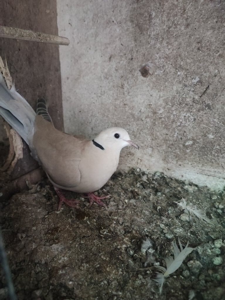 Lachduifjes, Dieren en Toebehoren, Overige Dieren, Oktober, Meerdere dieren