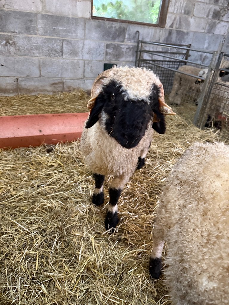 Couple reproducteur Walliser Schwarznase, Plusieurs animaux, Mouton, 0 à 2 ans