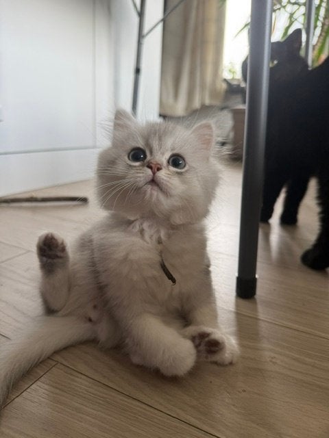 Kitten Britse kort/langhaar, Kater, Gechipt, 0 tot 2 jaar