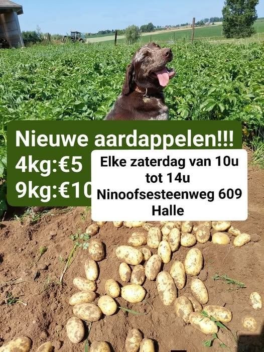pommes de terre nouvelles, Articles professionnels, Enlèvement
