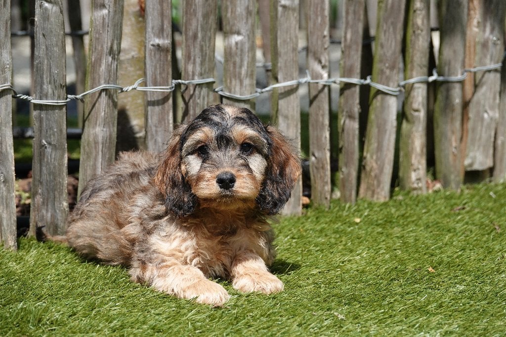 Prachtige Cockapoo pups (Abrikoos & Sable), België, Overige rassen, CDV (hondenziekte), 8 tot 15 weken