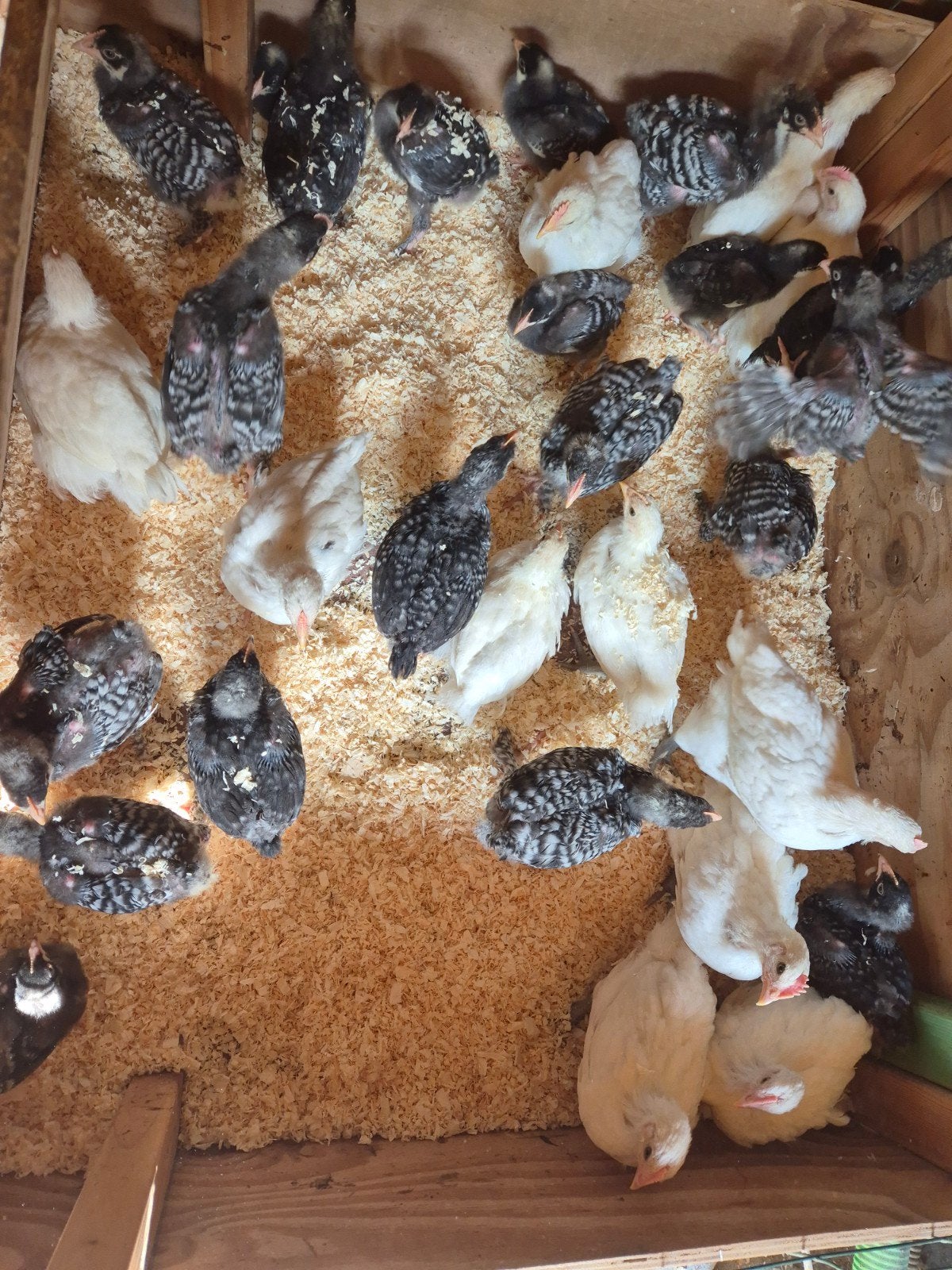Kuikens kip Mechelse koekoek 4 weken, Dieren en Toebehoren, Geslacht onbekend, Kip