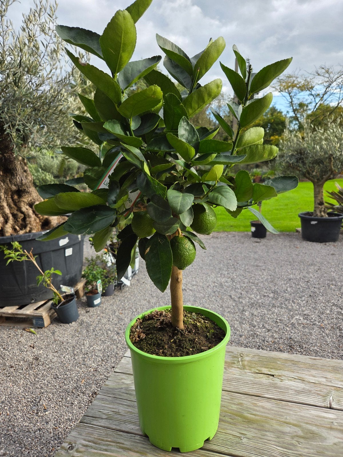 Citrus Limoen, Tuin en Terras, Ophalen