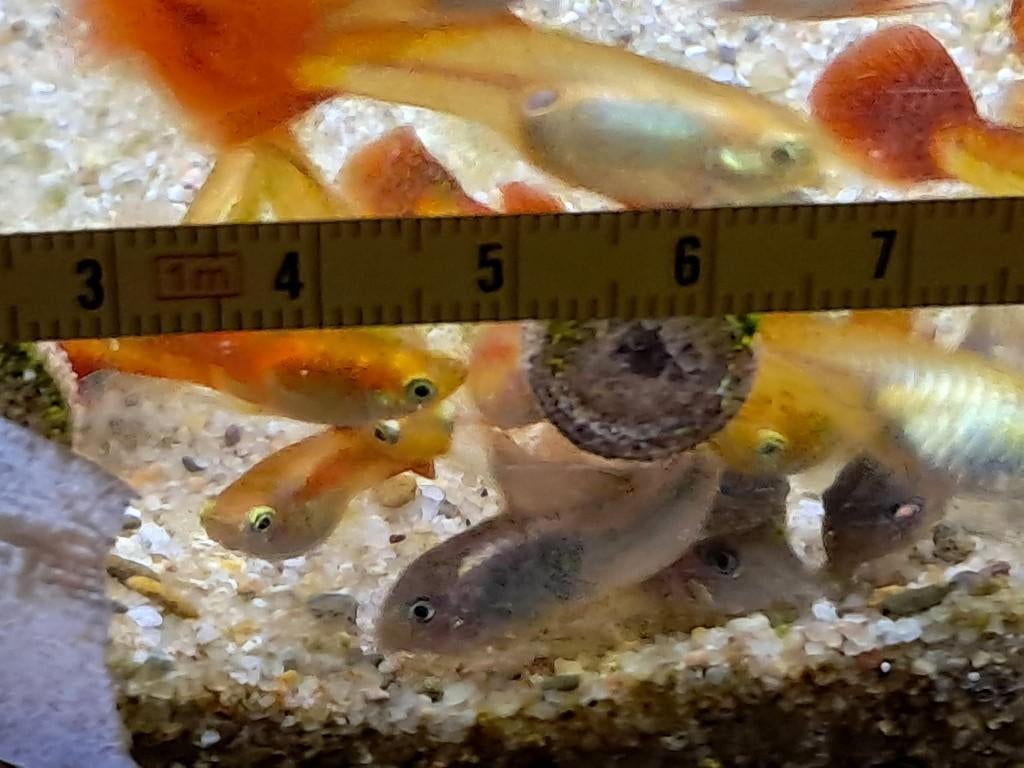 Kweekrijpe Corydoras aeneus (osteogaster aeneus), Vis, Zoetwatervis