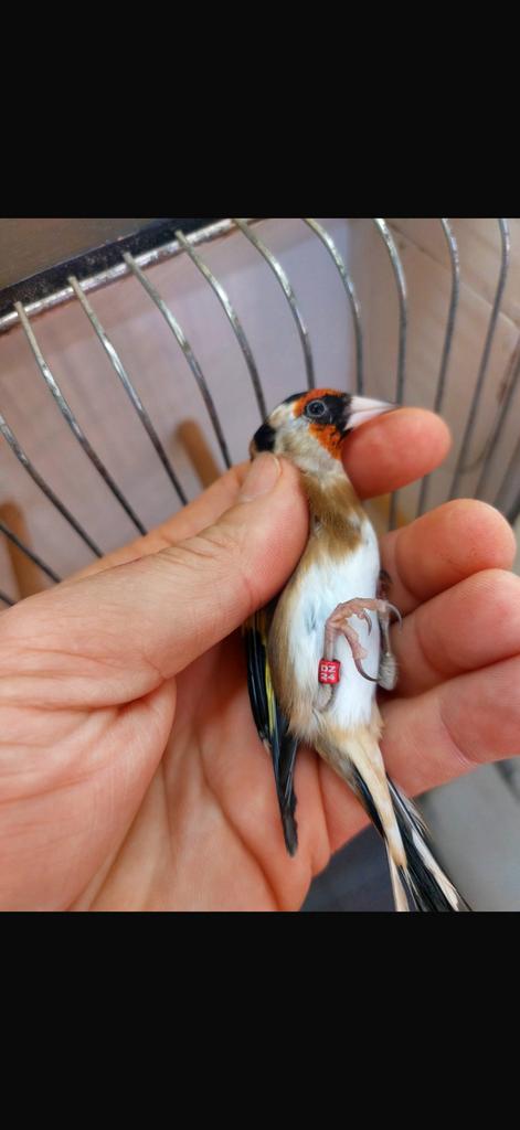 Chardonneret male 2024