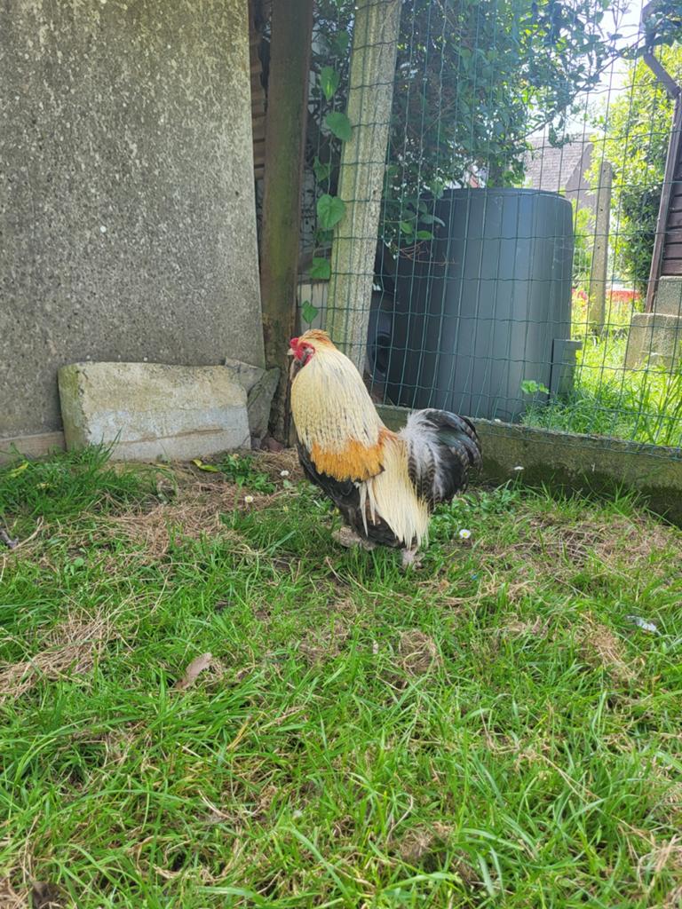 Hanen te koop, Dieren en Toebehoren, Mannelijk, Kip