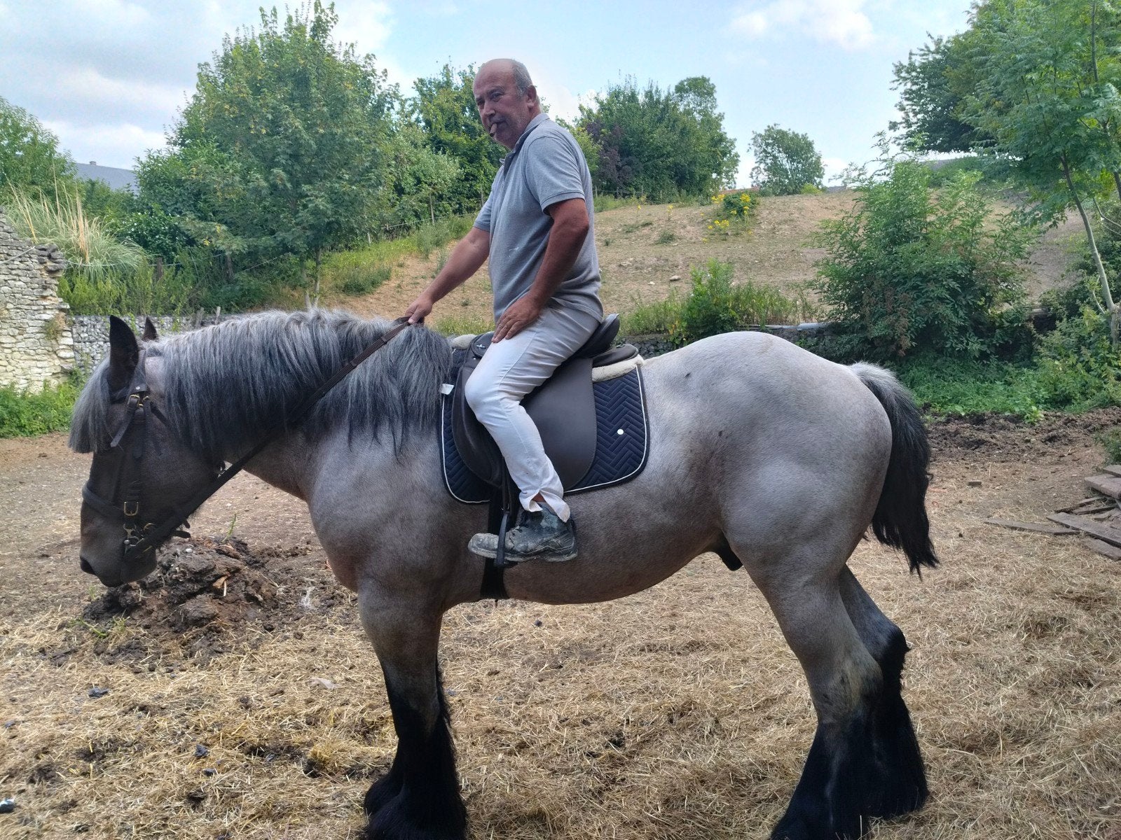Belgisch trekpaard, Dieren en Toebehoren, Paarden, Hengst