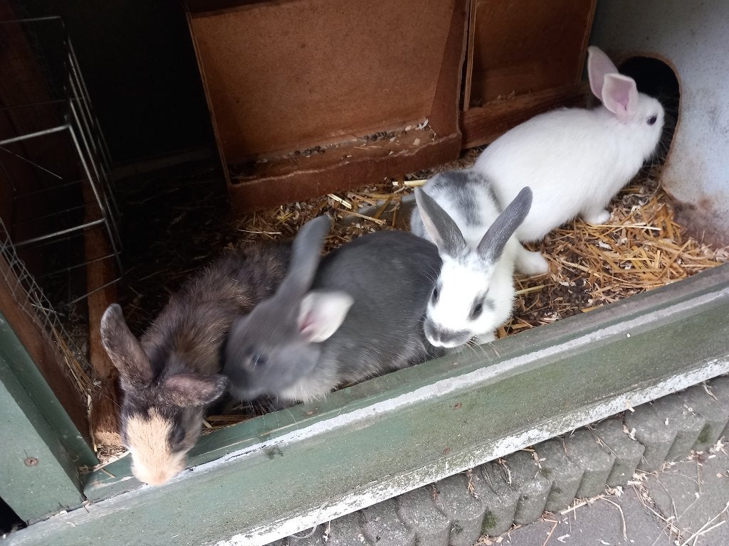 Dwergkonijnen, Dieren en Toebehoren, Konijnen, Meerdere dieren, Dwerg