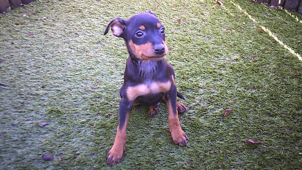 Pinscher pups, Dieren en Toebehoren, Honden | Bulldogs, Pinschers en Molossers, Parvo, België, 8 tot 15 weken, Meerdere