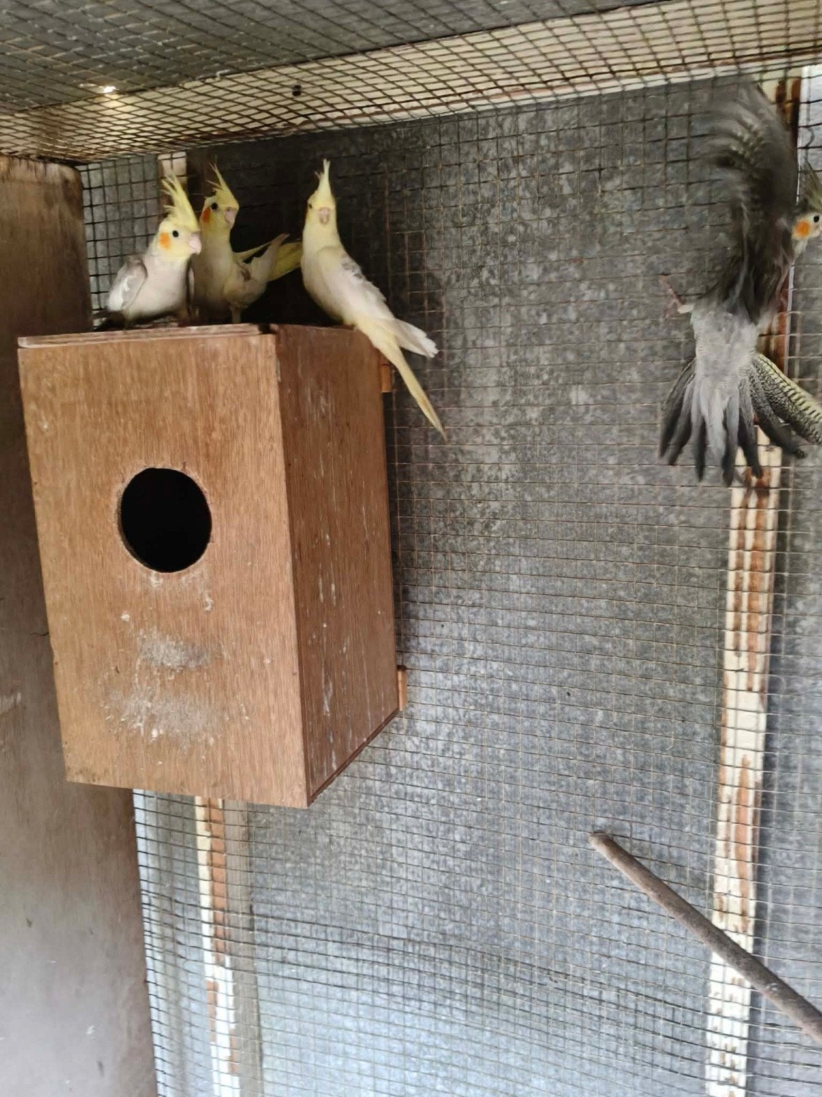 oiseaux, Animaux & Accessoires, Sexe inconnu
