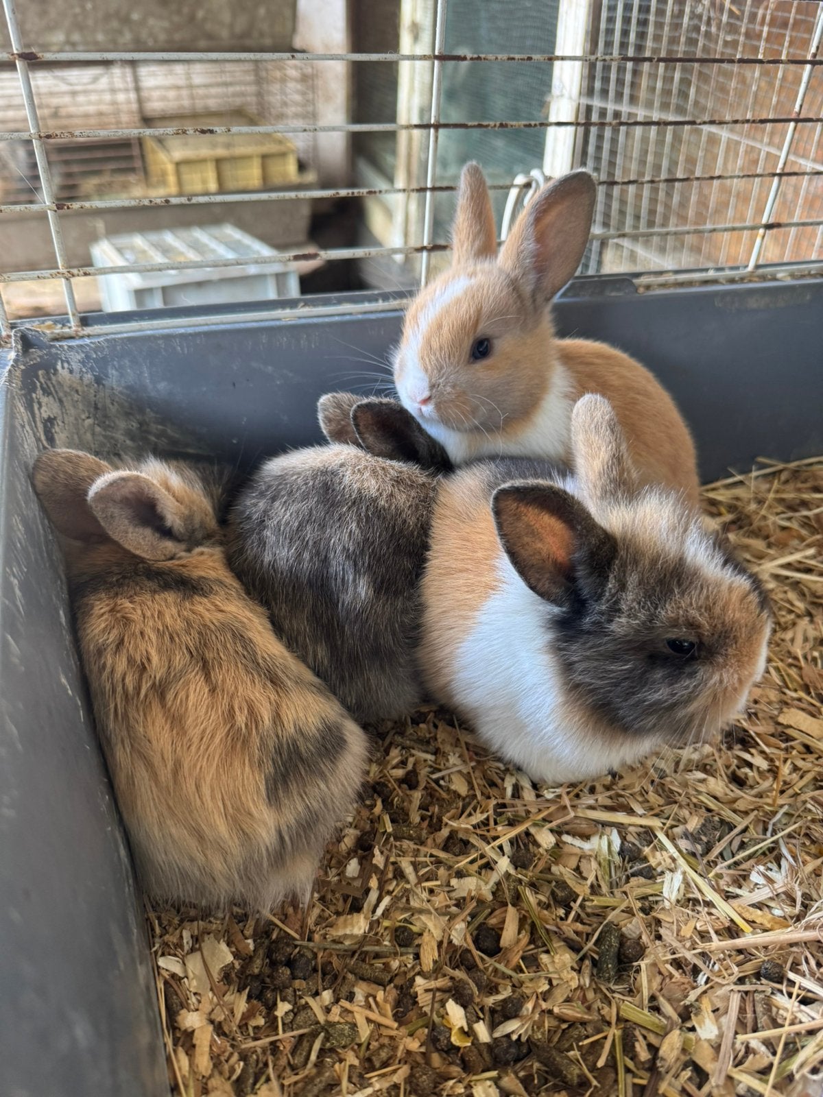 Dwergkonijntjes x leeuwekopjes, Dieren en Toebehoren, Meerdere dieren, Klein, 0 tot 2 jaar