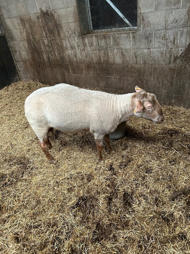 Ram te koop, Mannelijk, Schaap, 0 tot 2 jaar