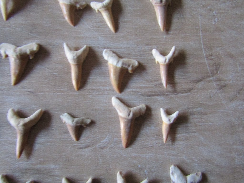 Prachtige set van 30 FOSSIL haaientanden, Ophalen of Verzenden