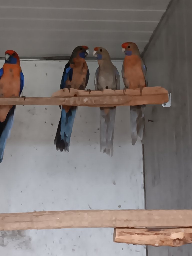 pennanten mutaties, Dieren en Toebehoren, Meerdere dieren, Parkiet, Geringd