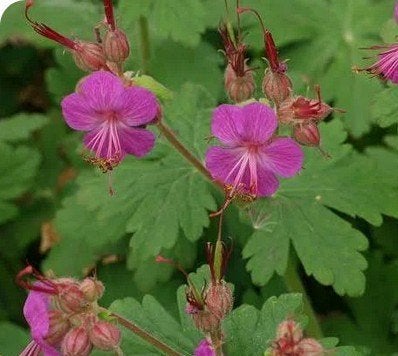 Tuingeranium marcorrhizum, Tuin en Terras, Ophalen, Bodembedekkers, Vaste plant, Halfschaduw