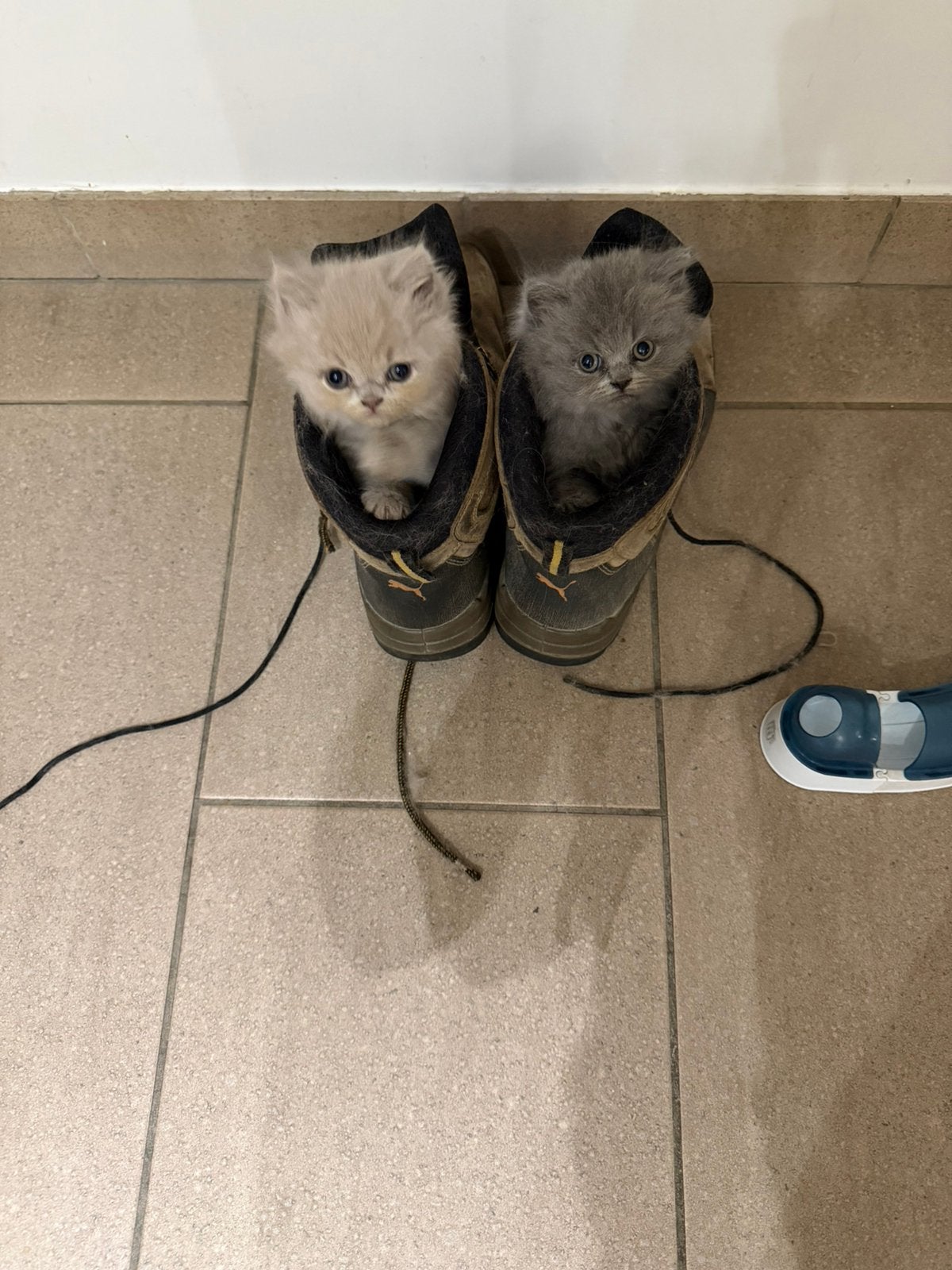 Britse langhaar kittens, Geslacht onbekend, Gechipt, 0 tot 2 jaar