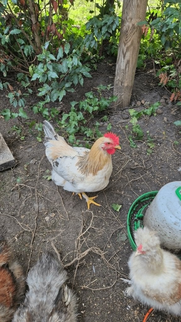Haantjes, Dieren en Toebehoren, Mannelijk, Kip