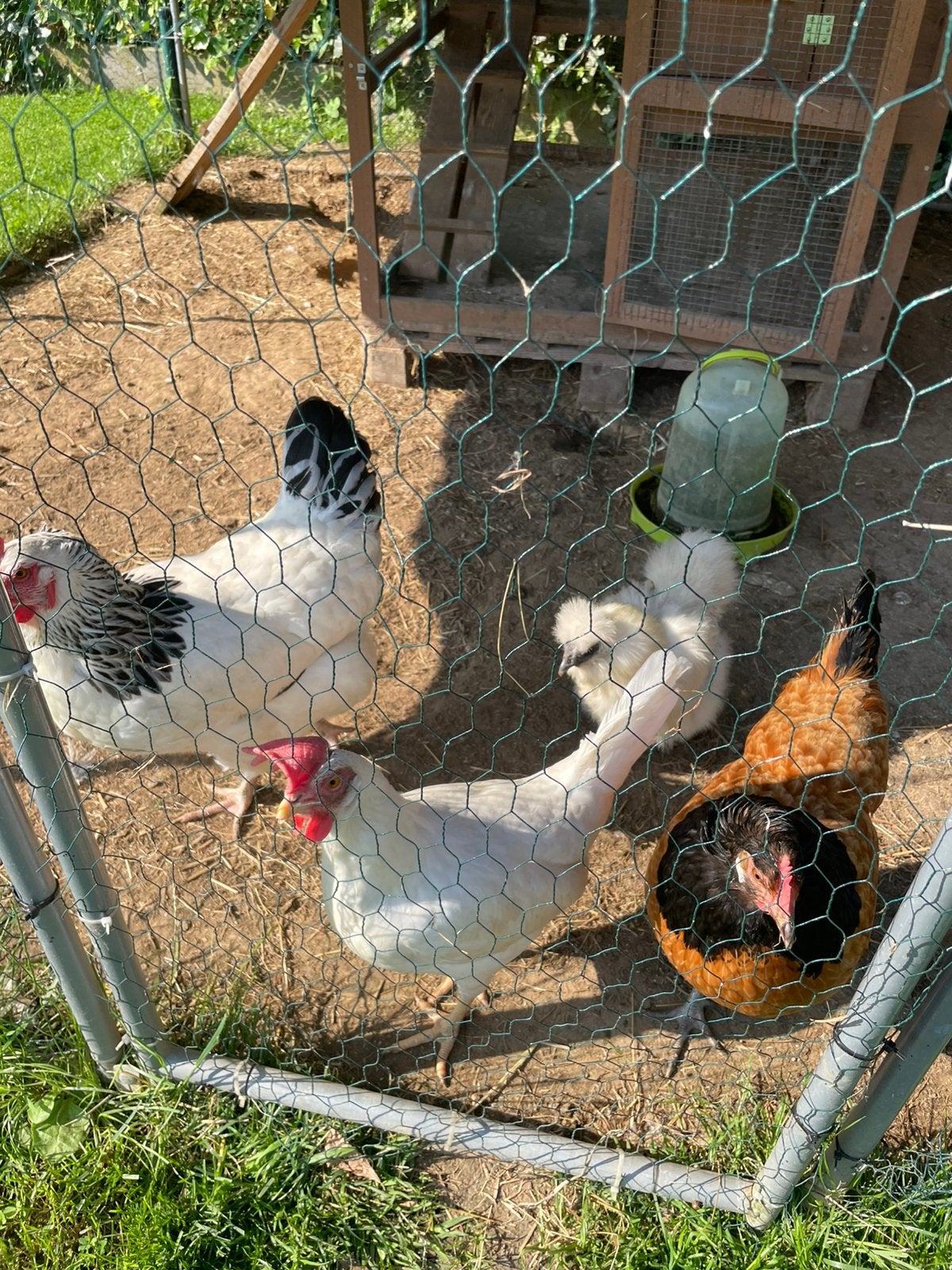 4 Poules, Animaux & Accessoires, Enlèvement